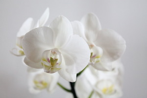 orkidea
